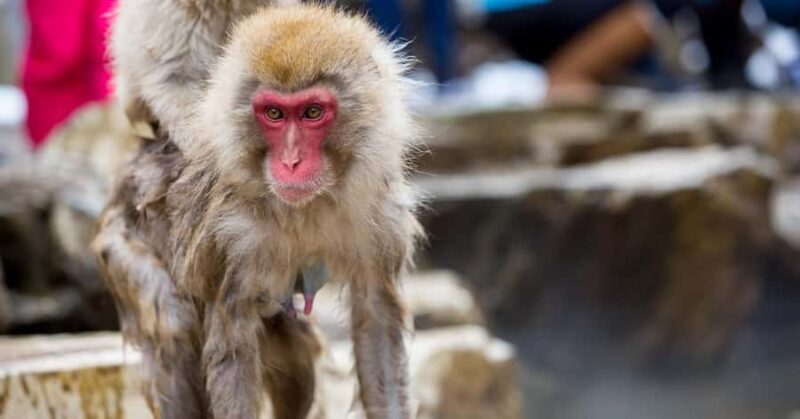 Tokyo: Snow Monkey Park Private Tour Customizable Day Trip - FAQ: Practical Questions About the Tour