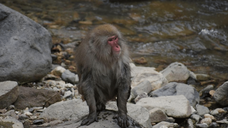 Tokyo: Snow Monkey Park & Zenkoji Temple Private Day Tour - Tour Overview and Pricing