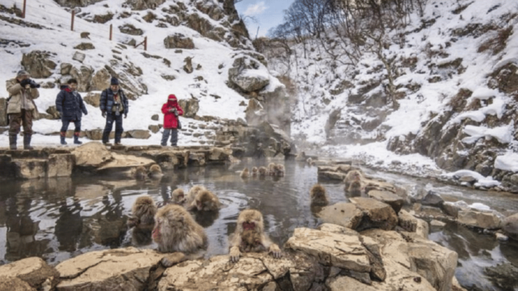 Tokyo: Snow Monkey Park & Zenkoji Temple Private Day Tour - Transportation and Amenities