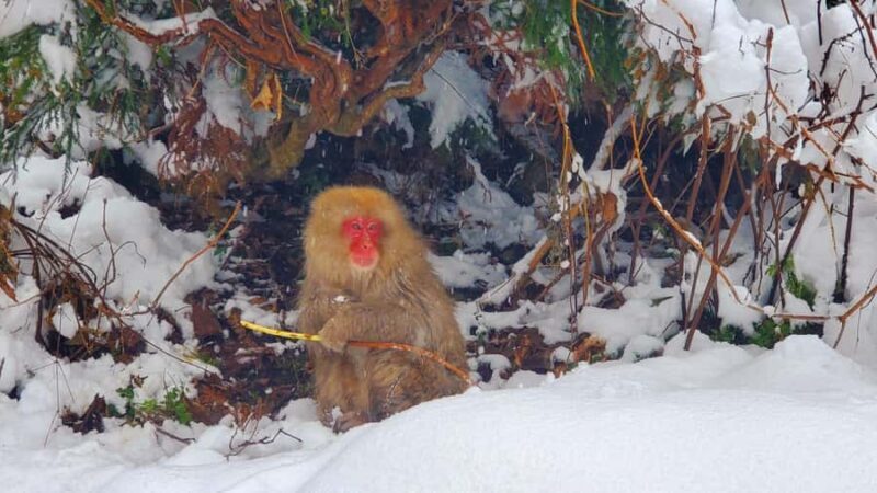 Tokyo: Snow Monkeys, Zenkoji Temple, & Obuse Day Trip - Practical Tips for a Smooth Experience