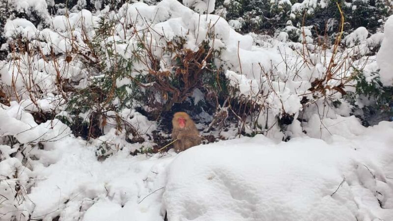 Tokyo: Snow Monkeys, Zenkoji Temple, & Obuse Day Trip - Final Thoughts