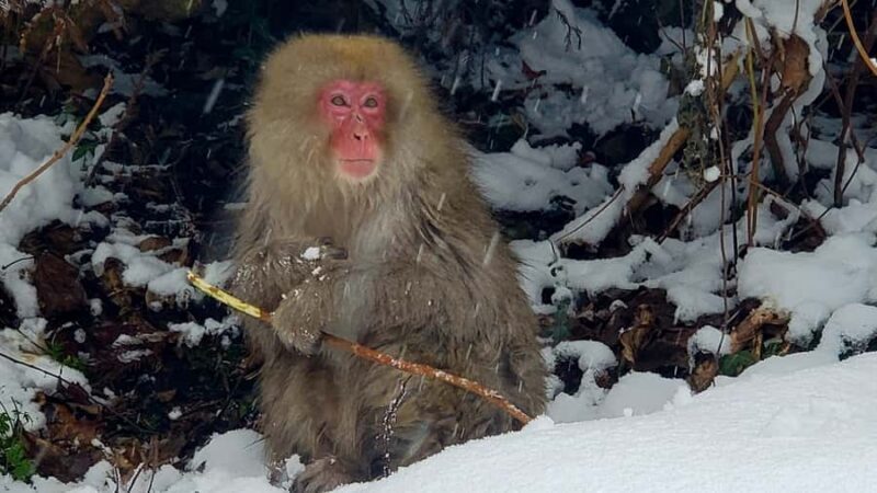 Tokyo: Snow Monkeys, Zenkoji Temple, & Obuse Day Trip - FAQ