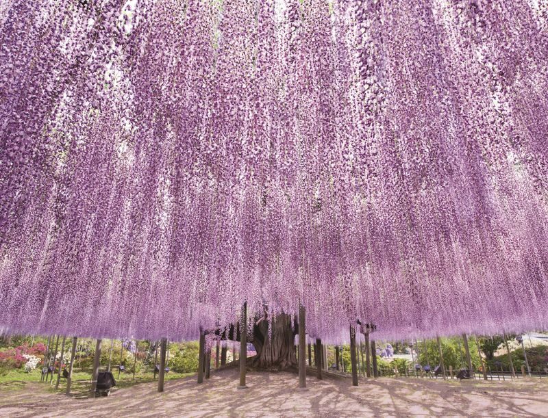 Tokyo Suburbs Flower Sea Day Trip: Ashikaga Flower Park Wisteria, Hitachi Seaside Park Nemophila, and Oarai Mentai Park Tour (Departure from Tokyo) - A spring day built around two very different flower parks