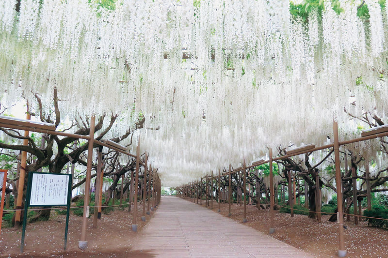 Tokyo Suburbs Flower Sea Day Trip: Ashikaga Flower Park Wisteria, Hitachi Seaside Park Nemophila, and Oarai Mentai Park Tour (Departure from Tokyo) - Ashikaga’s wisteria: the day’s most memorable stop