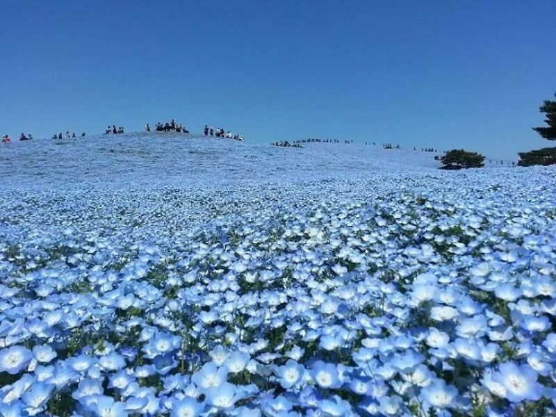Tokyo Suburbs Flower Sea Day Trip: Ashikaga Flower Park Wisteria, Hitachi Seaside Park Nemophila, and Oarai Mentai Park Tour (Departure from Tokyo) - Check the torii and butterfly details before booking