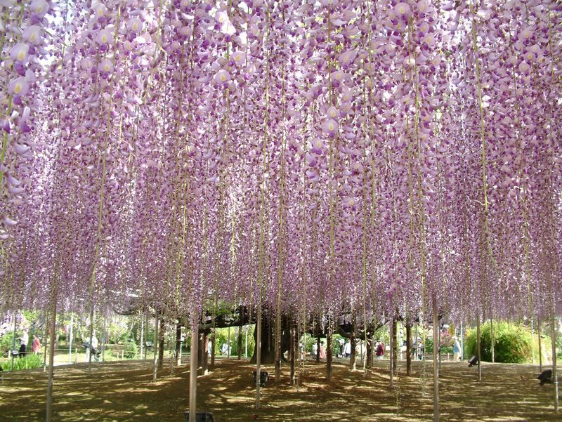 Tokyo Suburbs Flower Sea Day Trip: Ashikaga Flower Park Wisteria, Hitachi Seaside Park Nemophila, and Oarai Mentai Park Tour (Departure from Tokyo) - What the guides and vehicle arrangement mean for your day