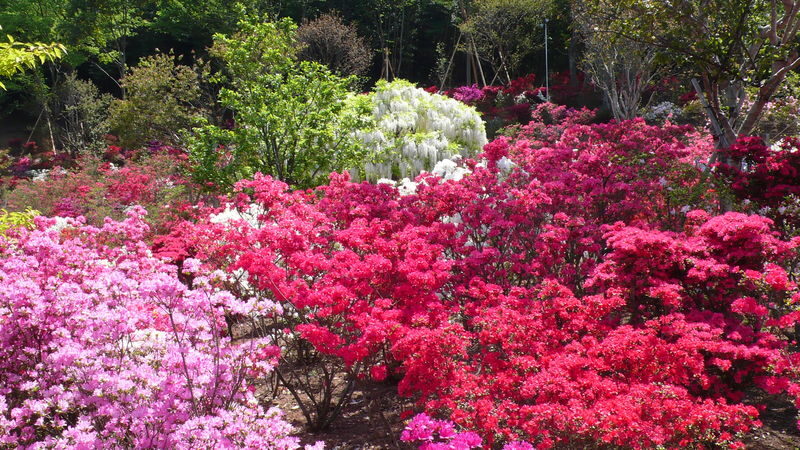 Tokyo Suburbs Flower Sea Day Trip: Ashikaga Flower Park Wisteria, Hitachi Seaside Park Nemophila, and Oarai Mentai Park Tour (Departure from Tokyo) - Price, pace, and the real value