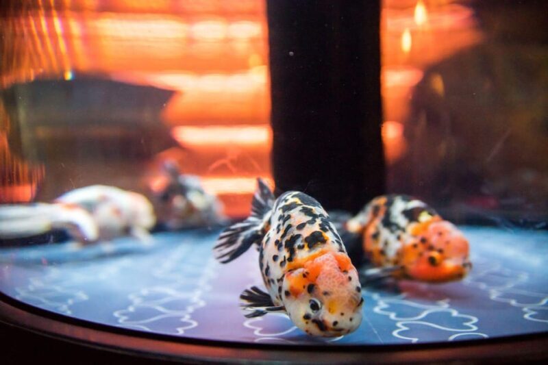 Tokyo: Sumida Aquarium Entry Ticket - An In-Depth Look at the Sumida Aquarium Experience
