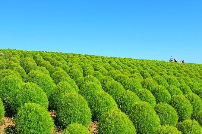 Tokyo to Hitachi Seaside Park Private Day Trip by Car - Comfort, Convenience, and Value