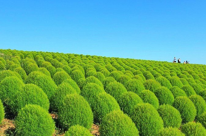 Tokyo to Hitachi Seaside Park Private Day Trip by Car - Additional Considerations and Costs