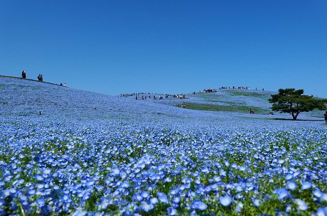 Tokyo to Hitachi Seaside Park Private Day Trip by Car - Who Is This Tour Best For?