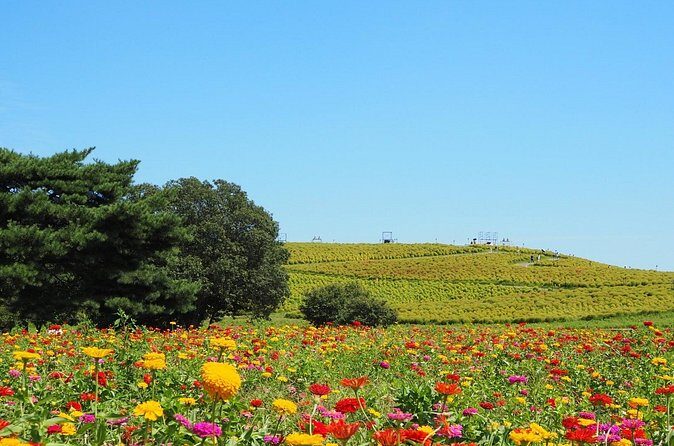 Tokyo to Hitachi Seaside Park Private Day Trip by Car - FAQs