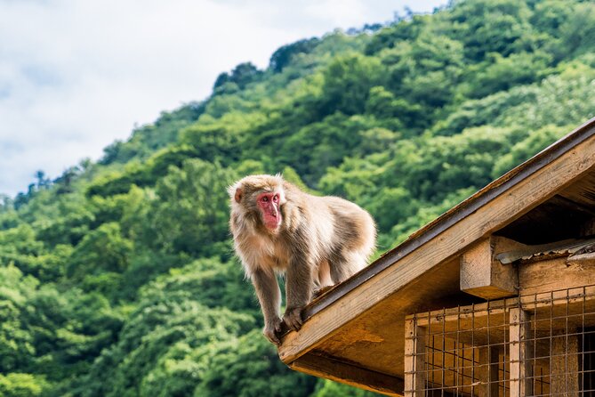 Tokyo to Kyoto 1-Full Day Private Guided Tour - End Point and Cancellation Policy