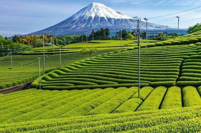 Tokyo to Mount Fuji Private Guided Experiences - Final Thoughts