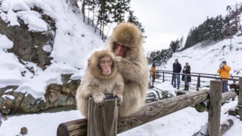 Tokyo To Nagano Day Tour: Snow Monkey Park & Zenko-ji Temple - Tokyo To Nagano Day Tour: Snow Monkey Park & Zenko-ji Temple