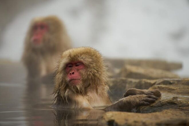 Tokyo to Nagano Snow Monkey Park & Shibu Onsen Private Tour - Transportation Details