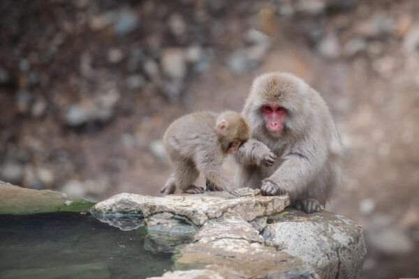 Tokyo to Nagano Snow Monkey Park & Shibu Onsen Private Tour - Relaxation at Shibu Onsen