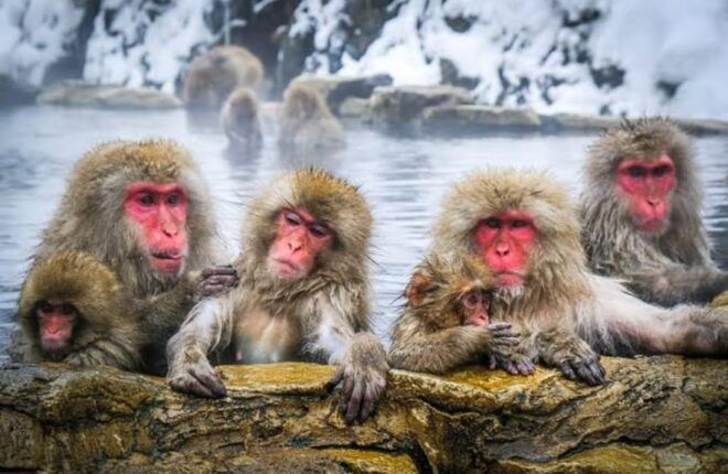 Tokyo To Nagano (Snow Monkey Zenkoji Temple Private Tour) - What to Bring