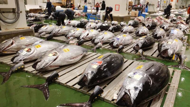 Tokyo: Toyosu Tuna Auction &Tsukiji Market Gourmet Adventure - Good To Know