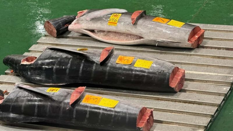 Tokyo: Toyosu Tuna Auction &Tsukiji Market Gourmet Adventure - FAQs