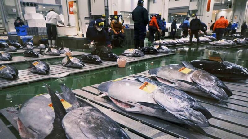 Tokyo: Toyosu Tuna Auction & Tsukiji Market Gourmet Tour - Authentic Experiences and Insights