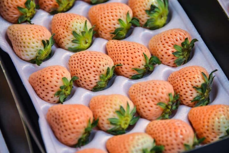 Tokyo : Tsukiji Fish Market Food Walking & Shrine Visit Tour - An Inside Look at the Tsukiji Fish Market Food Walking & Shrine Visit Tour