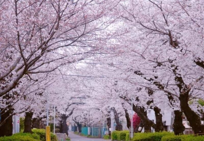 Tokyo: Yanaka and Ueno Walking Tour with Beer - A Hidden Gem: Nezu Shrine