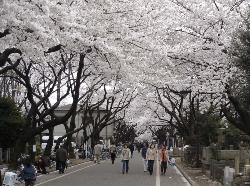 Tokyo: Yanaka Old Town Walking Tour - Who Should Consider This Tour?
