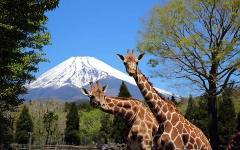 Tokyo:Customizable Private Day Trip to Mt.Fuji & Safari Park - Good To Know