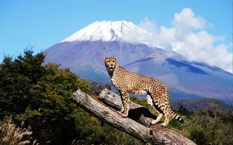 Tokyo:Customizable Private Day Trip to Mt.Fuji & Safari Park - Who Would Benefit Most?