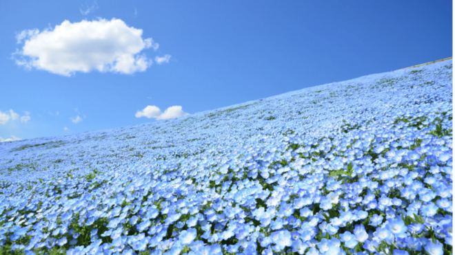 Tokyo:Hitachi Seaside Park and Aquaworld Oarai Aquarium Tour - Dolphin and Sea Lion Shows