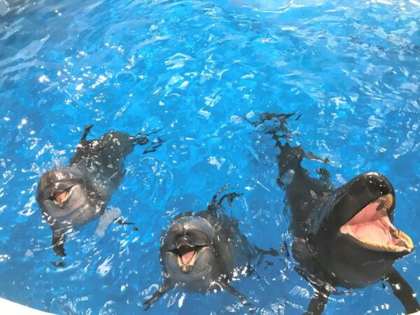 Tokyo:Hitachi Seaside Park and Aquaworld Oarai Aquarium Tour - Tour Inclusions
