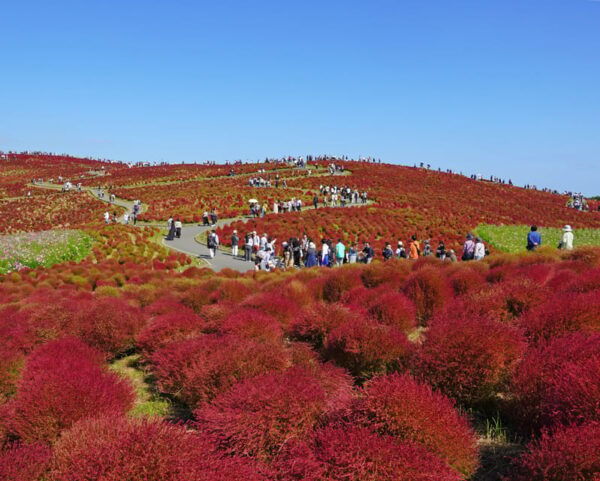 Tokyo:Hitachi Seaside Park and Aquaworld Oarai Aquarium Tour - Pickup and Drop-off Locations