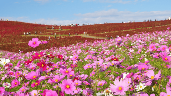 Tokyo:Hitachi Seaside Park and Aquaworld Oarai Aquarium Tour - Language and Group Options
