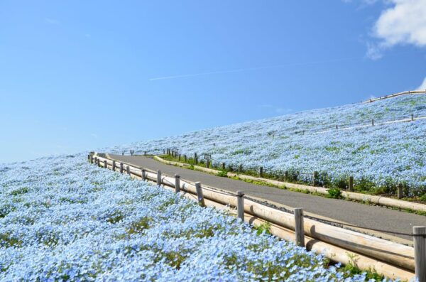 Tokyo:Hitachi Seaside Park and Aquaworld Oarai Aquarium Tour - Frequently Asked Questions
