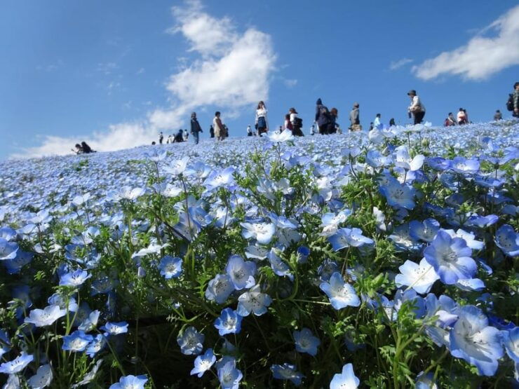 Tokyo:Hitachi Seaside Park/Oarai Isosaki Shrine Private Tour - Good To Know