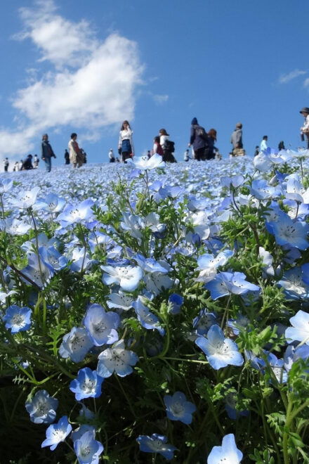 Tokyo:Hitachi Seaside Park/Oarai Isosaki Shrine Private Tour - Oarai Isosaki Shrine