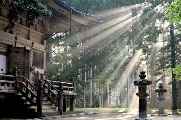 Tokyo:Hitachi Seaside Park/Oarai Isosaki Shrine Private Tour - Transportation Details