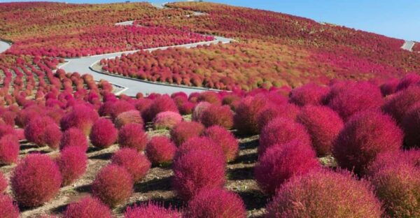 Tokyo:Hitachi Seaside Park/Oarai Isosaki Shrine Private Tour - Included Services