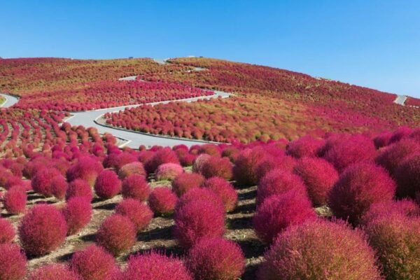 Tokyo:Hitachi Seaside Park/Oarai Isosaki Shrine Private Tour - Important Information