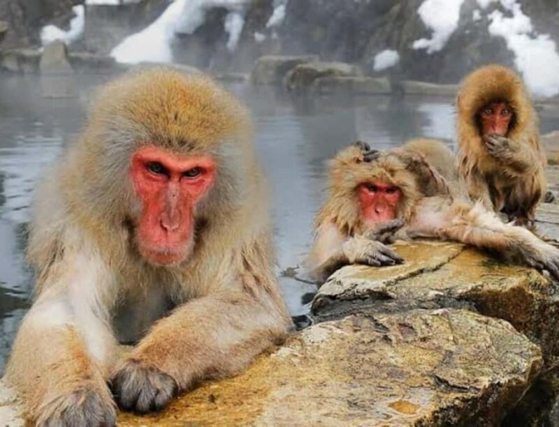 Tokyo:Nagano Snow Monkey Private Day Trip with English Guide - A Detailed Look at the Tokyo-Nagano Snow Monkey Private Day Trip with English Guide