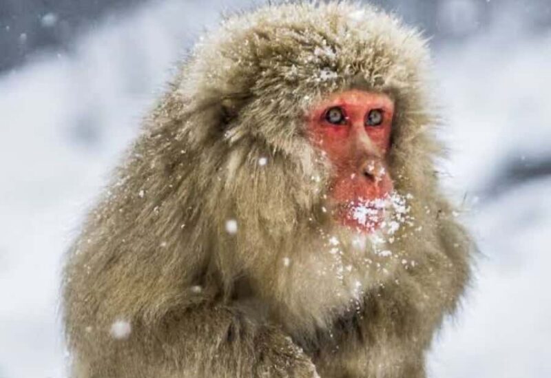 Tokyo:Nagano Snow Monkey Private Day Trip with English Guide - Practical Details & Value