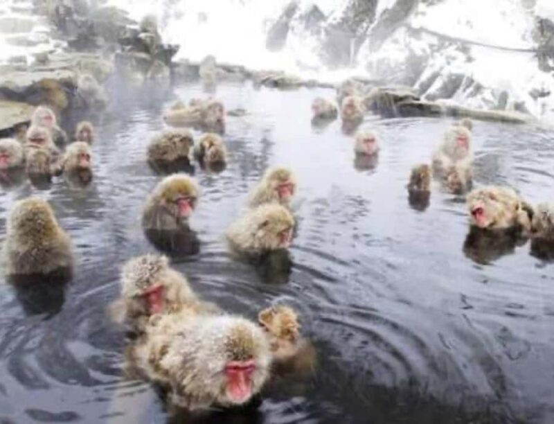 Tokyo:Nagano Snow Monkey Private Day Trip with English Guide - Summary: Is This Tour Worth It?