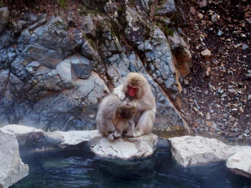 Tokyo:Nagano Snow Monkey, Zenkoji Temple, Obuse Private Trip - A Full Breakdown of the Tour Experience