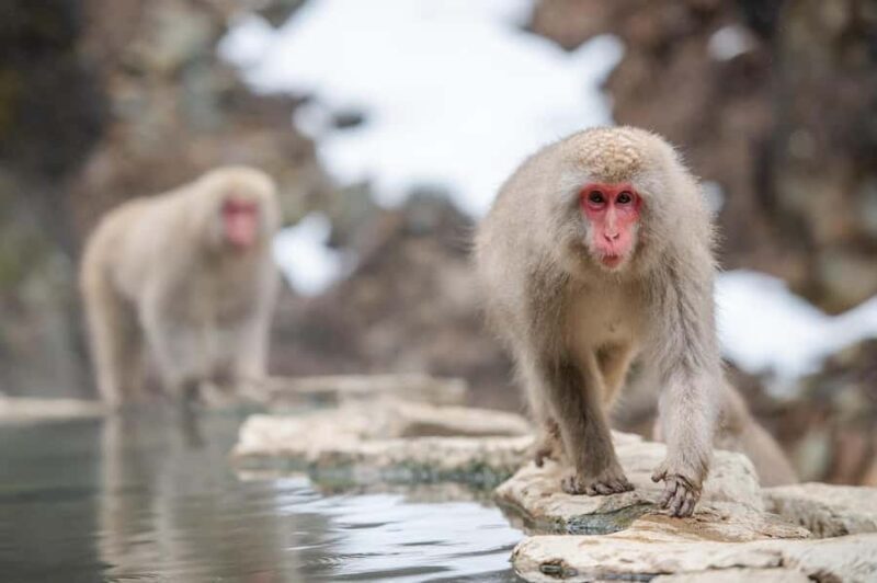 Tokyo:Nagano Snow Monkey, Zenkoji Temple, Obuse Private Trip - Final Thoughts: Who Will Love This Tour?