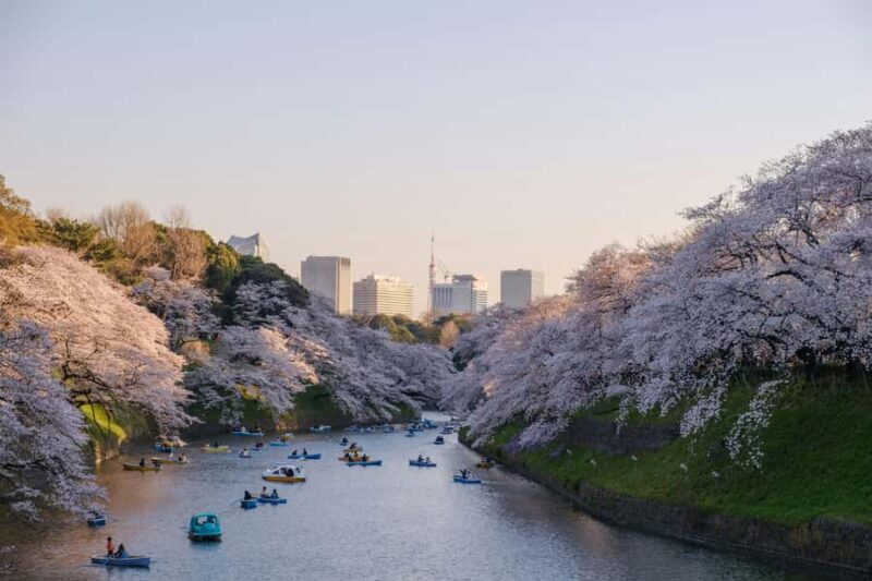 Tokyo:Private Chidorigafuchi Sakura Walk by the ImperialMoat - Final Thoughts  