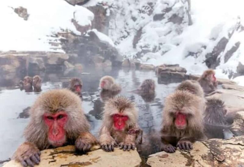 Tokyo:Snow Monkey Park Private Customized Tour English Guide - Good To Know