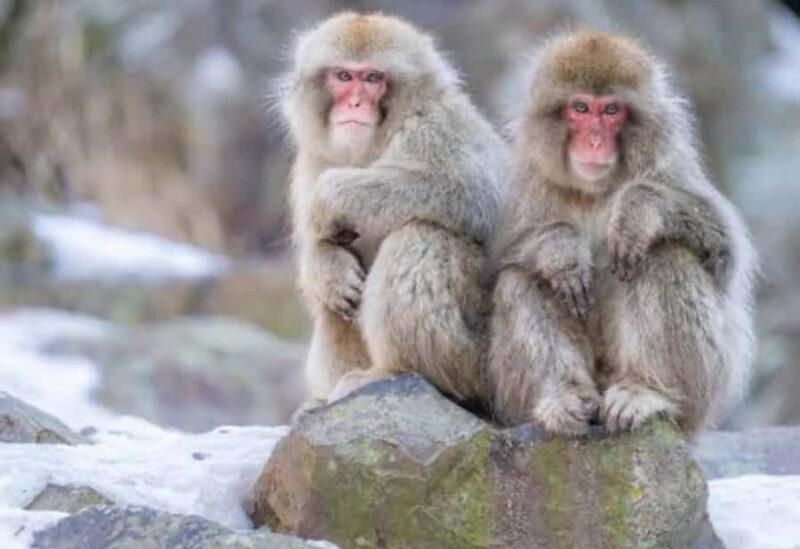Tokyo:Snow Monkey Park Private Customized Tour English Guide - The Full Experience: A Deep Dive into the Tour