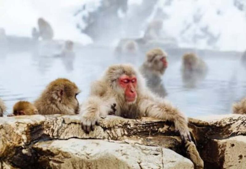 Tokyo:Snow Monkey Park Private Customized Tour English Guide - Final Words