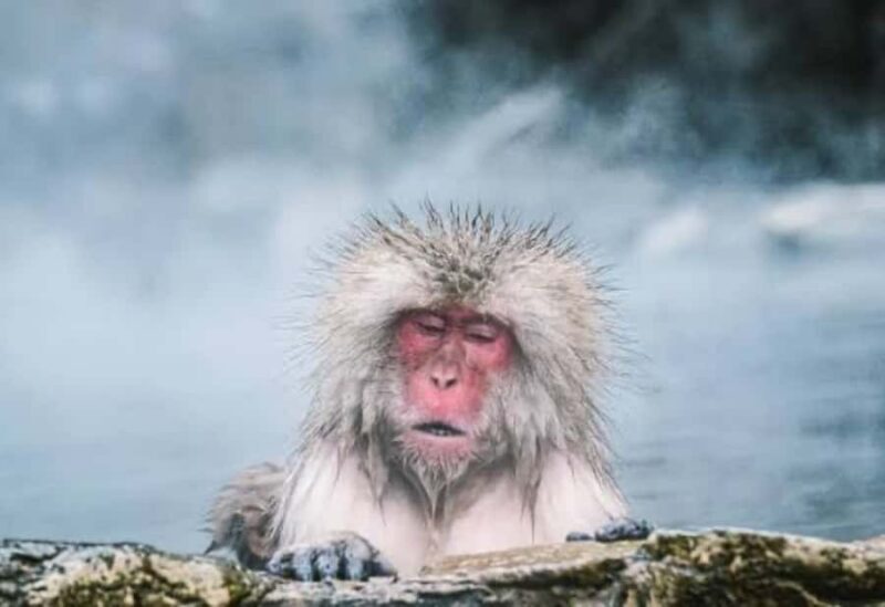 Tokyo:Snow Monkey Park Private Customized Tour English Guide - Logistics and Practical Aspects